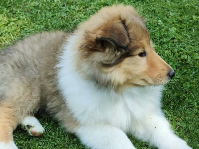 Rough Collie puppies in Kerry