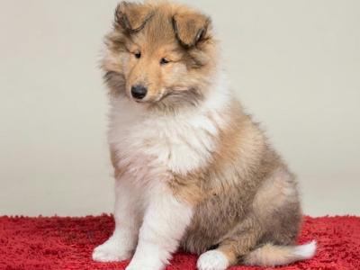 Rough Collie puppies in Kerry
