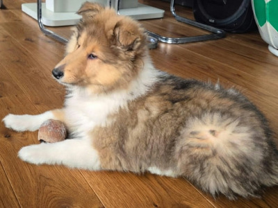Rough Collie puppies in Kerry