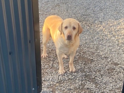 4th Generation chunky style Labrador puppies in Offaly