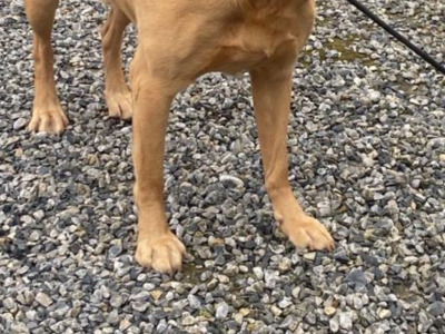 4th Generation chunky style Labrador puppies in Offaly