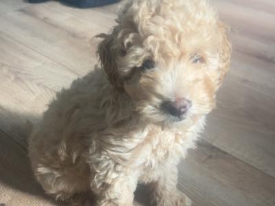 Handsome Cockapoo puppies for sale in Sligo