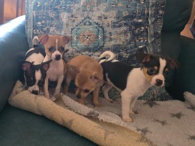 Lovely Chihuahua pups