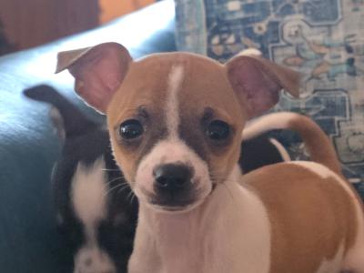 Lovely Chihuahua puppies in Kildare