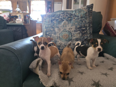 Lovely Chihuahua pups