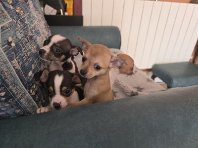 Lovely Chihuahua pups