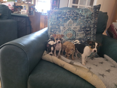 Lovely Chihuahua pups