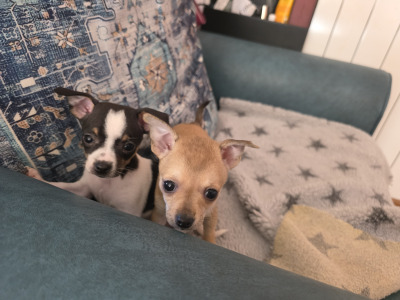 Lovely Chihuahua pups
