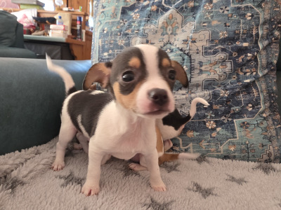 Lovely Chihuahua pups