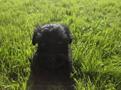 Scottish Terrier x miniature Poodle puppies in Kerry