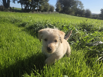 Scottish Terrier x miniature Poodle puppies in Kerry