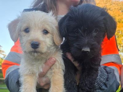 Scottish Terrier x miniature Poodle puppies in Kerry