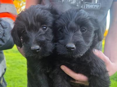 Scottish Terrier x miniature Poodle puppies in Kerry
