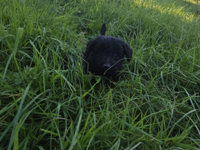 Scottish Terrier x miniature Poodle puppies in Kerry