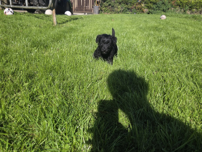 Scottish Terrier x miniature Poodle puppies in Kerry
