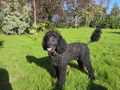 Scottish Terrier x miniature Poodle puppies in Kerry