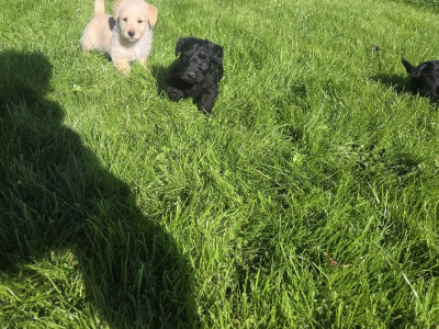 Scottish Terrier x miniature Poodle puppies in Kerry