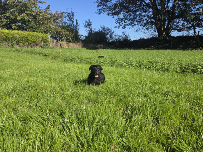 Scottish Terrier x miniature Poodle puppies in Kerry