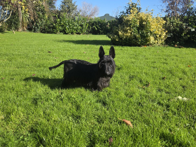Scottish Terrier x miniature Poodle puppies in Kerry