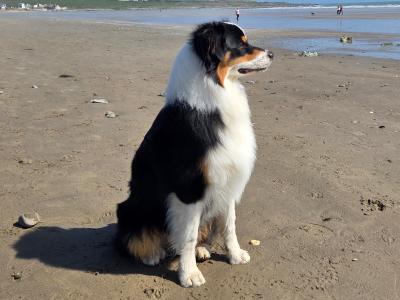 Australian Shepherd male