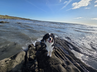 Australian Shepherd male