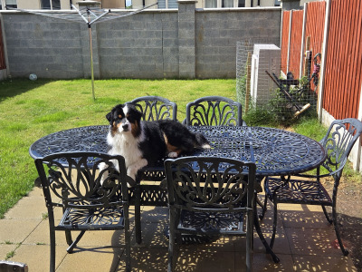 Australian Shepherd male
