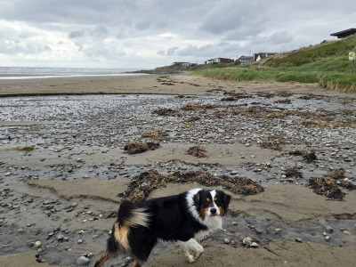 Australian Shepherd male