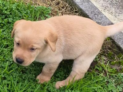 Fox Red and Golden Labrador pups for sale €800