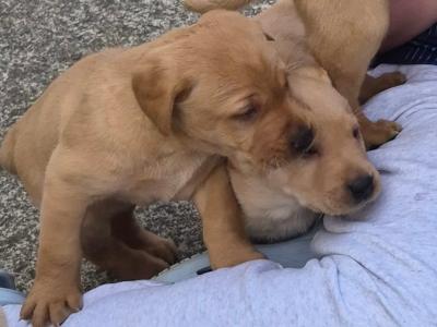 Fox Red and Golden Labrador pups for sale €800