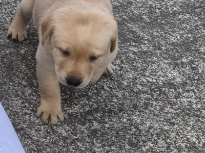 Fox Red and Golden Labrador pups for sale €800
