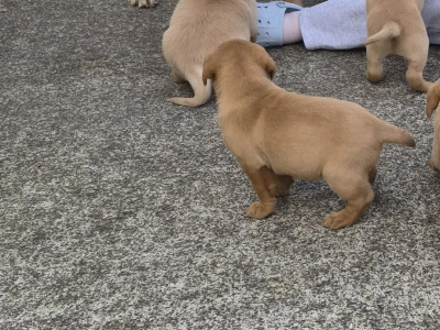 Fox Red and Golden Labrador pups for sale €800