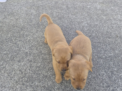 Fox Red and Golden Labrador pups for sale €800