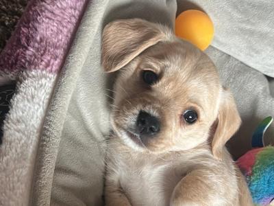 West Highland Terrier/Cavalier King Charles