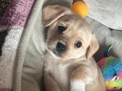 Cavesties puppies (Cavalier King Charles x West Highland Terrier) puppies in Kildare