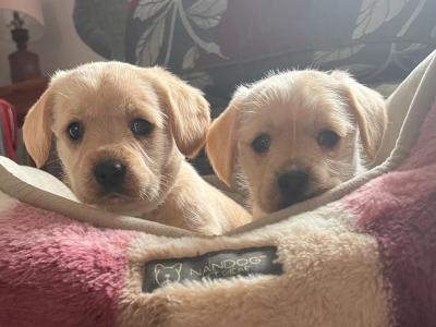 West Highland Terrier/Cavalier King Charles