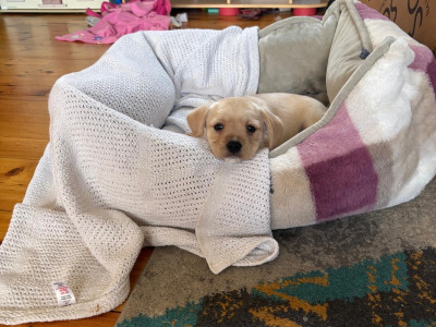 West Highland Terrier/Cavalier King Charles