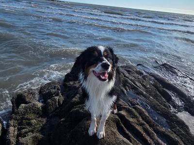 Australian Shepherd male