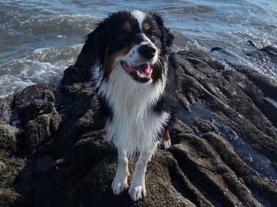Male Australian Shepherd 18 months old in Louth