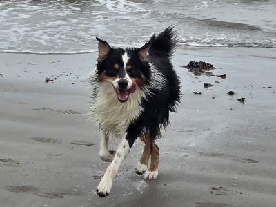 Australian Shepherd male