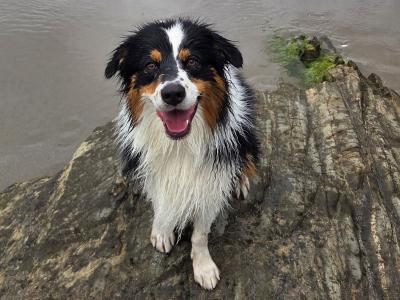 Australian Shepherd male