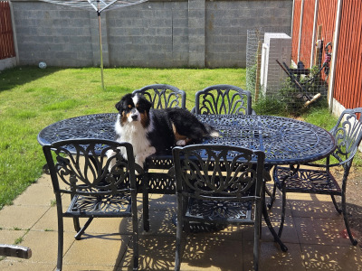 Australian Shepherd male