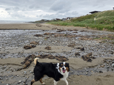 Australian Shepherd male