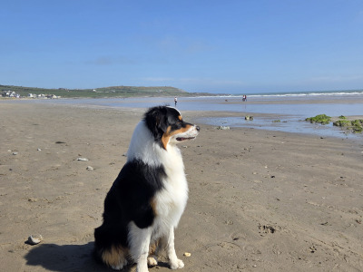 Australian Shepherd male