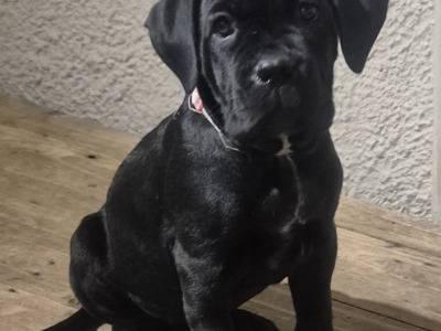 IKC Registered Cane Corso puppies in Wexford