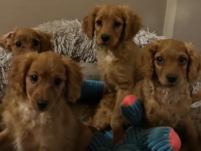 Gorgeous Cavapoo puppies in Wexford