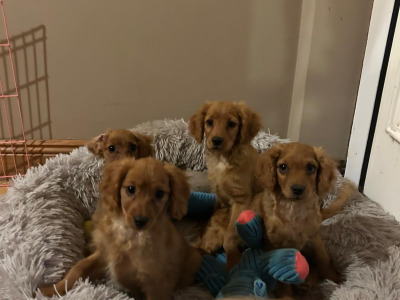 Gorgeous cavapoo puppies