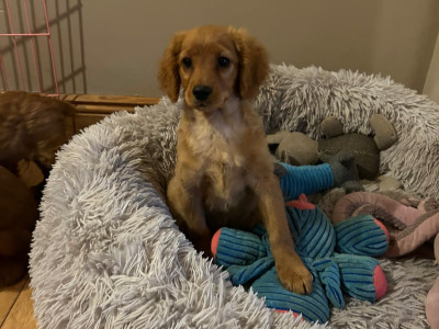 Gorgeous cavapoo puppies