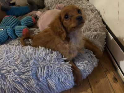 Gorgeous cavapoo puppies