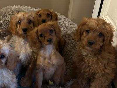 Gorgeous Cavapoo puppies in Wexford