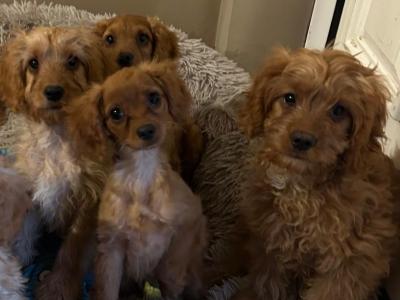 Gorgeous house reared Cavapoo puppies in Wexford